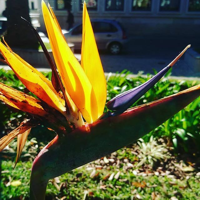 #birdofparadise ift.tt/2SZcjhD