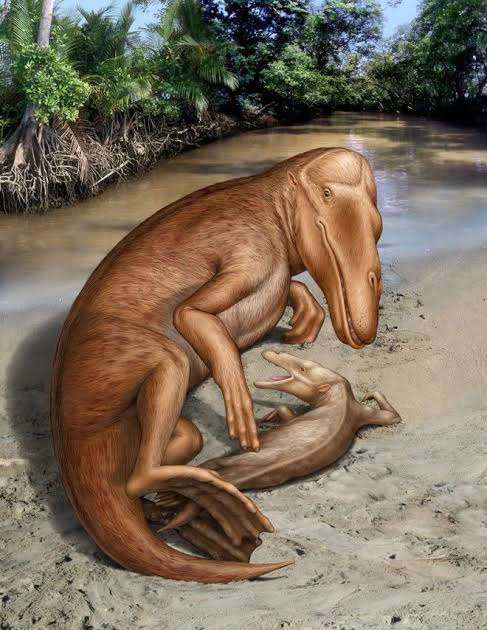 Gohar_A_S's tweet image. #Maiacetus (the "#mother_whale"), also known as the "#Walking_whale", is a prehistoric amphibious whale lived before  47.5 million years ago in #Pakistan and gave birth on land.
Photo: Artist's impression of a female Maiacetus and her newborn pup.