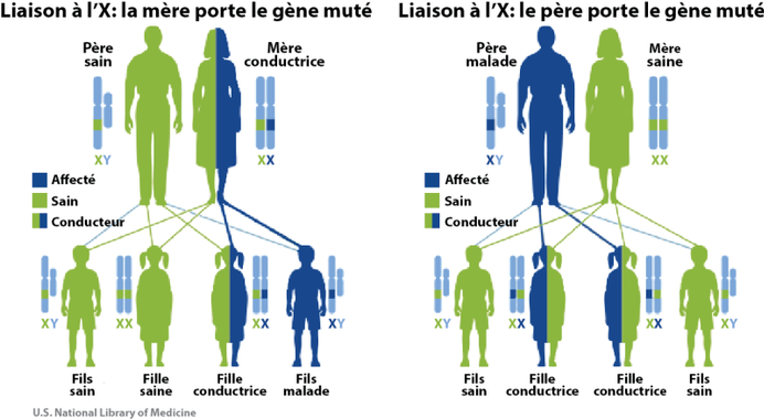 GIRCOR's tweet photo. L'#adrénoleucodystrophie🧠👨 se caractérise par une #démyélinisation progressive du système nerveux central. Le modèle #ver C elegans dépourvu du gène #pmp4 reproduit la maladie et ouvre deux pistes de traitement: l'antioxydant MitoQ ou la protéine PMP4 👍https://t.co/7MXDSwRpys https://t.co/n5k13MgcSz