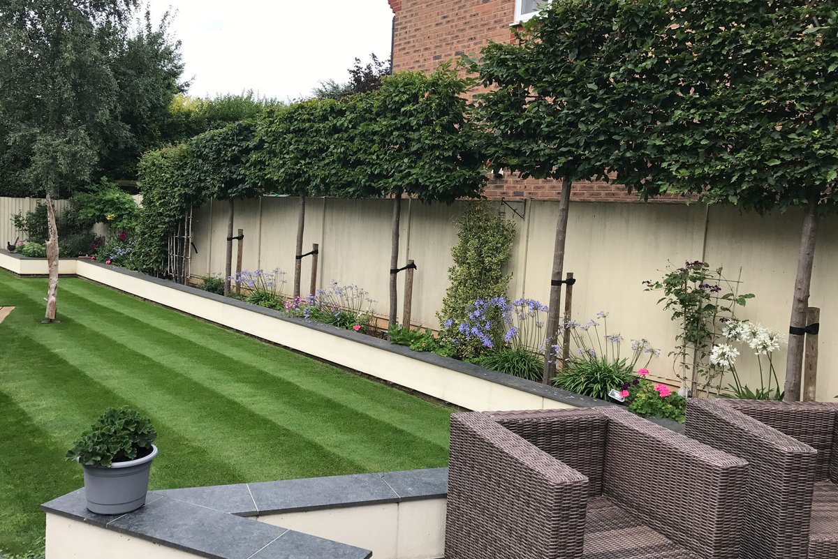 Overlooked being overlooked? If neighbours are #toocloseforcomfort, trees have the answer. Crowns at heights to suit, tree screens add a privacy, noise &amp; wind barrier as well as a welcome splash of #nature #pleachedtrees #bigtrees #Bedfordshire #treegrower allgrowthltd.com/choose-trees-f…