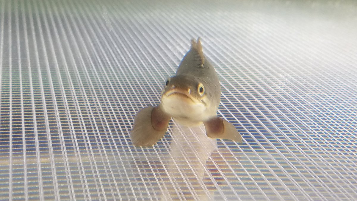 CMDonatelli's tweet image. Good morning #teamfish!