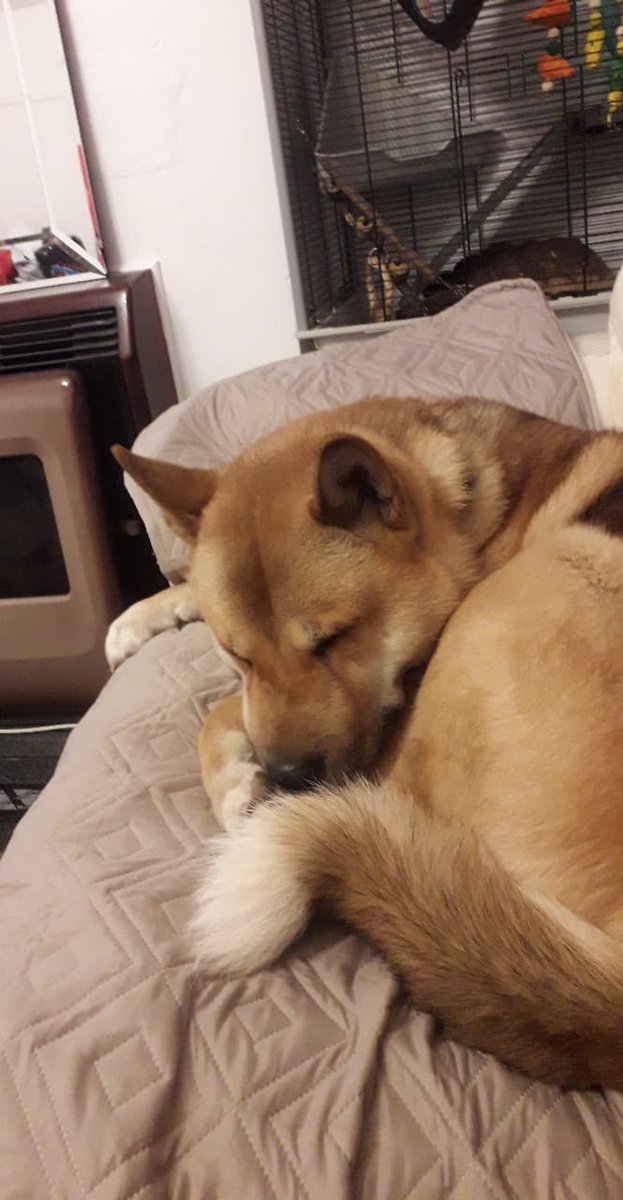 GeeksontheGo2's tweet photo. Our dog, Regis, is in need of an operation and we're trying to raise the funds by various means to help him. Until our goal is reached, all bit donations will go towards him. Donations can also be made at https://t.co/PkeB1cp59r
Please Share!
#doglover #help4Regis  #justgiving https://t.co/W084ESwg2Z
