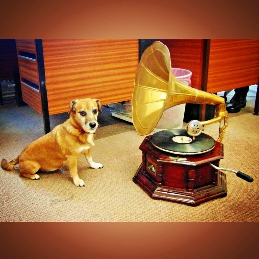 Shop Dog Ella 🐶 tweet media