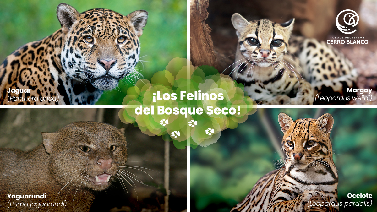 Cuidar el bosque, es cuidar del futuro de las especies que en él habitan. Aunque muchas veces no merodean por el área turística de Cerro Blanco, ellos son parte de nuestra misión de protección. #BosqueCerroBlanco #CatsOfInstagram #Felinos #Gatitos