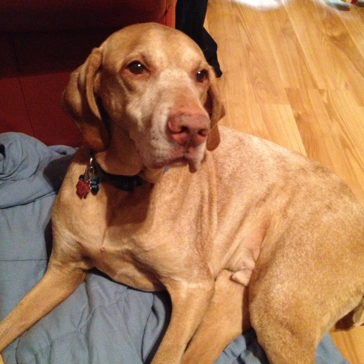 Love you FUR-EVER! #LoveYourPetDay #vizsla
