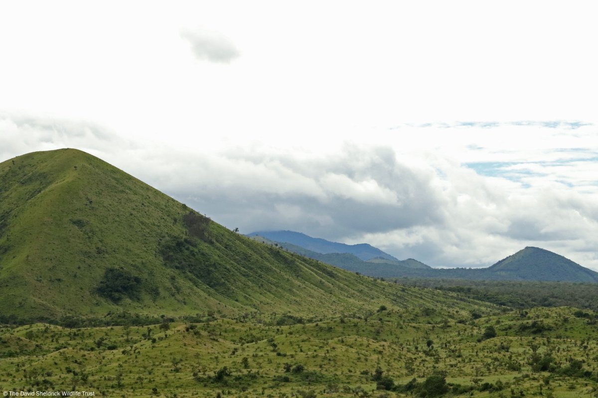 Sheldrick Wildlife Trust tweet media