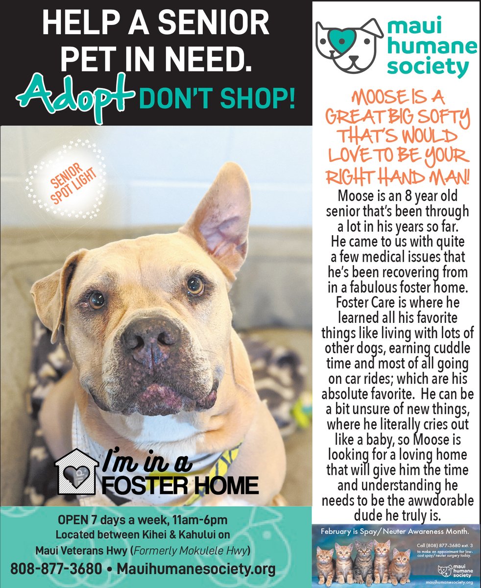 mauihumane's tweet photo. Baby faced boy Moose is the Senior Spotlight in the this week's edition of the @MAUITIME! Want to meet him? Give us a call at #808-877-36380 ext. 3 <3

Use this link https://t.co/sFDTVHLYb7 to see all of our adoptables!

#MauiHumaneSociety #SeniorSpotlight #MauiTimeWeekly https://t.co/3d6bs2sE34