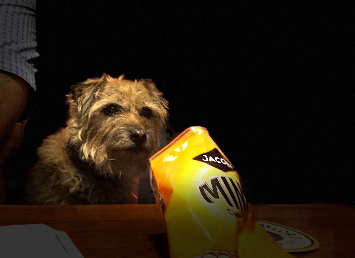 TerrorTerrier's tweet photo. Boys bonding night at the local. He has his beer and I have my mini cheddars.  Life is good. https://t.co/4rhEvj0mN7
