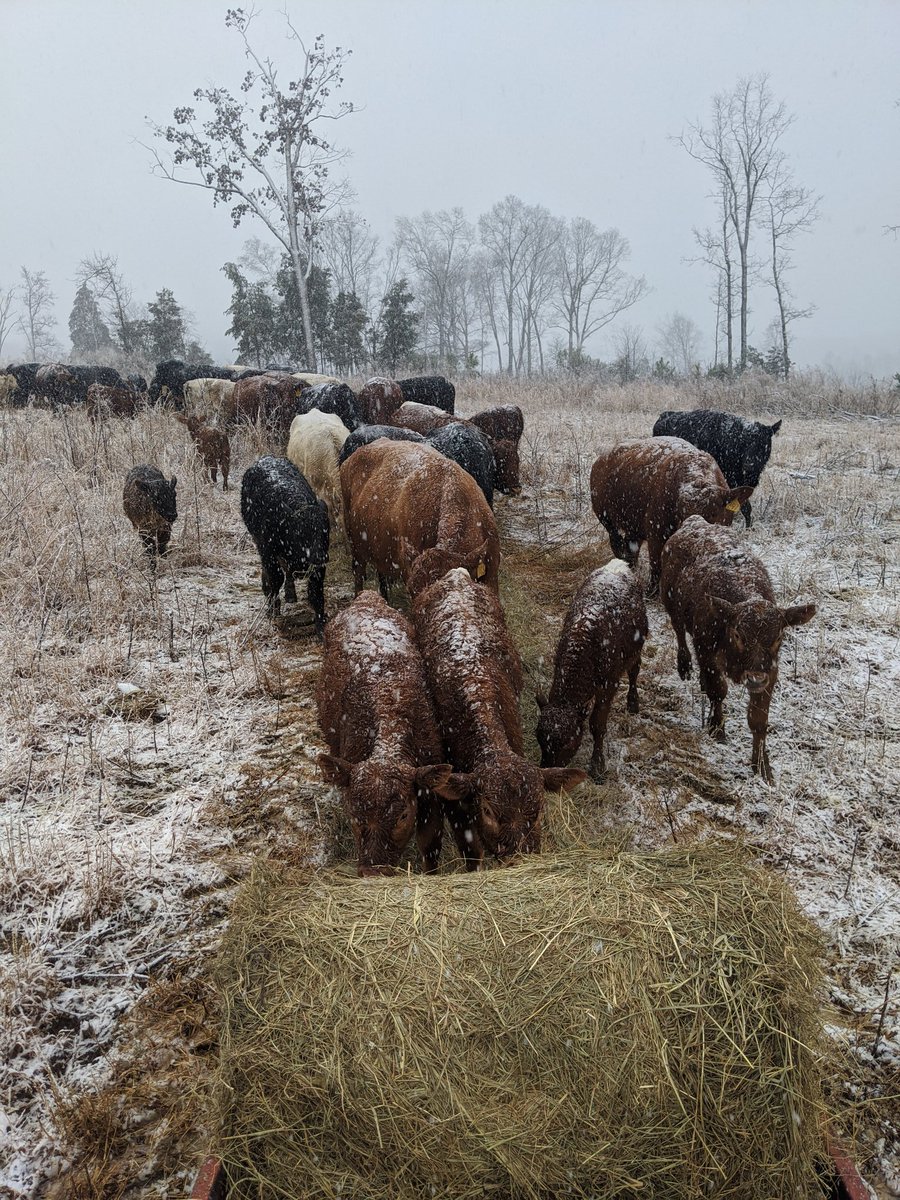 Love feeding in the snow and building soil fertility on new ground