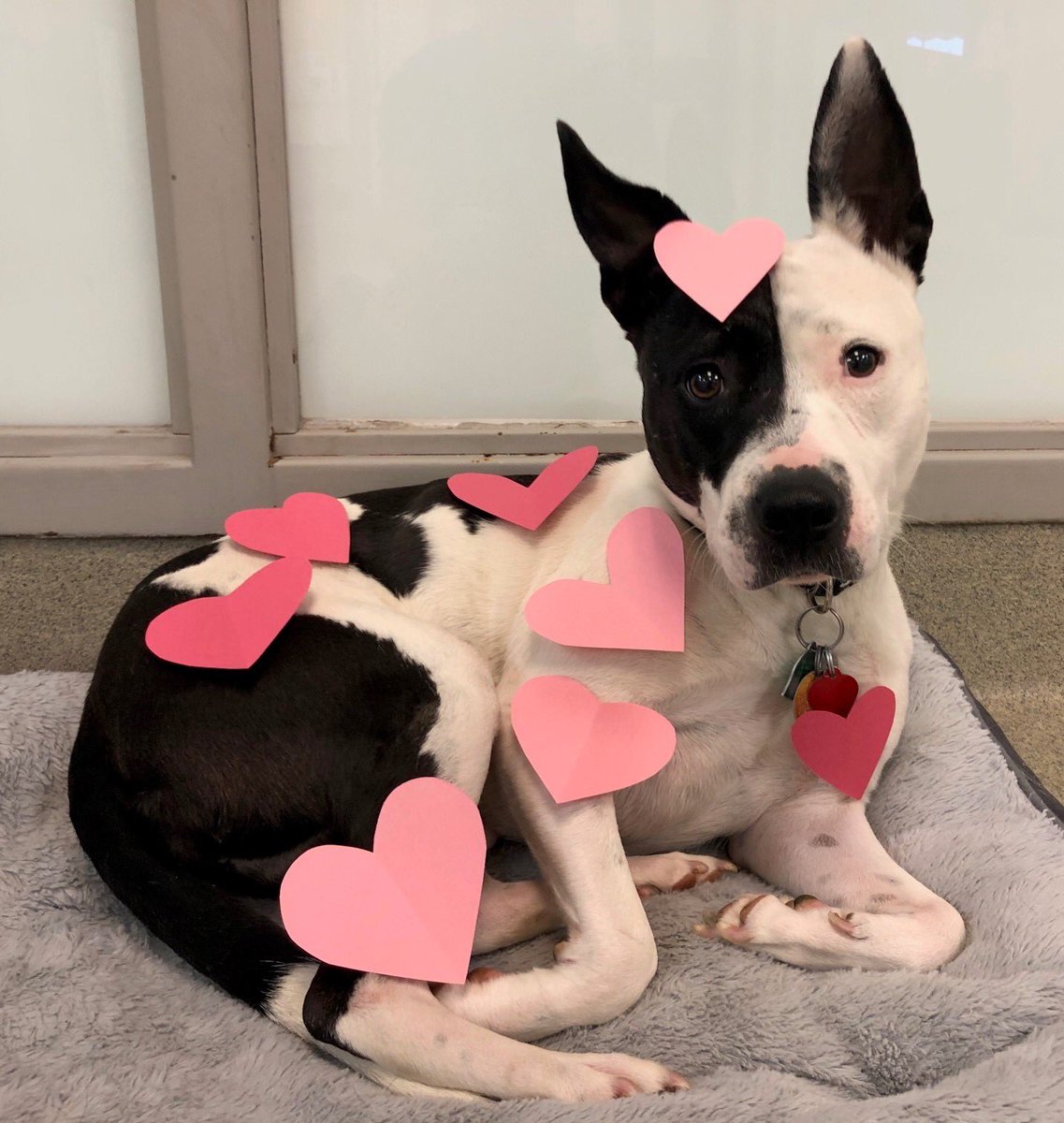 OKC Animal Welfare tweet media