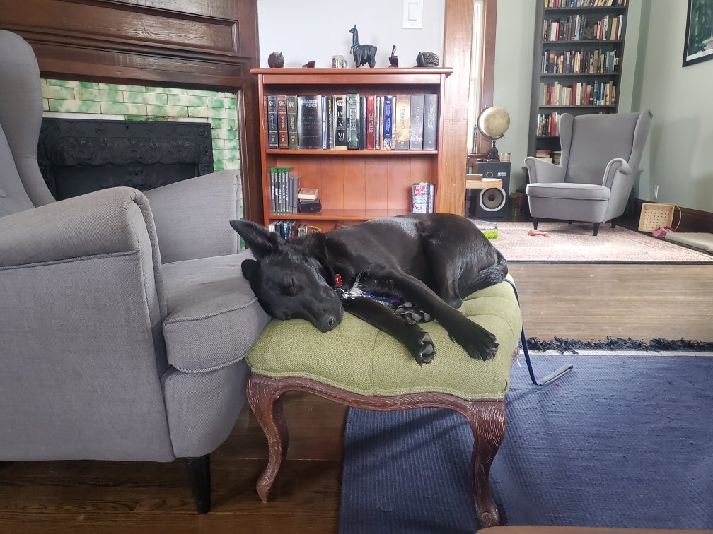 megnmoran's tweet photo. Itโs taking longer than expected to turn this โstreet dogโ into a happy, relaxed pet. Chris took this photo today, significant because itโs one of the rare occasions Eddy closed his eyes and slept in our presence. #LoveYourPetDay #streetsmart #Trust #SaveOurScruff https://t.co/qeUhf3j6lt