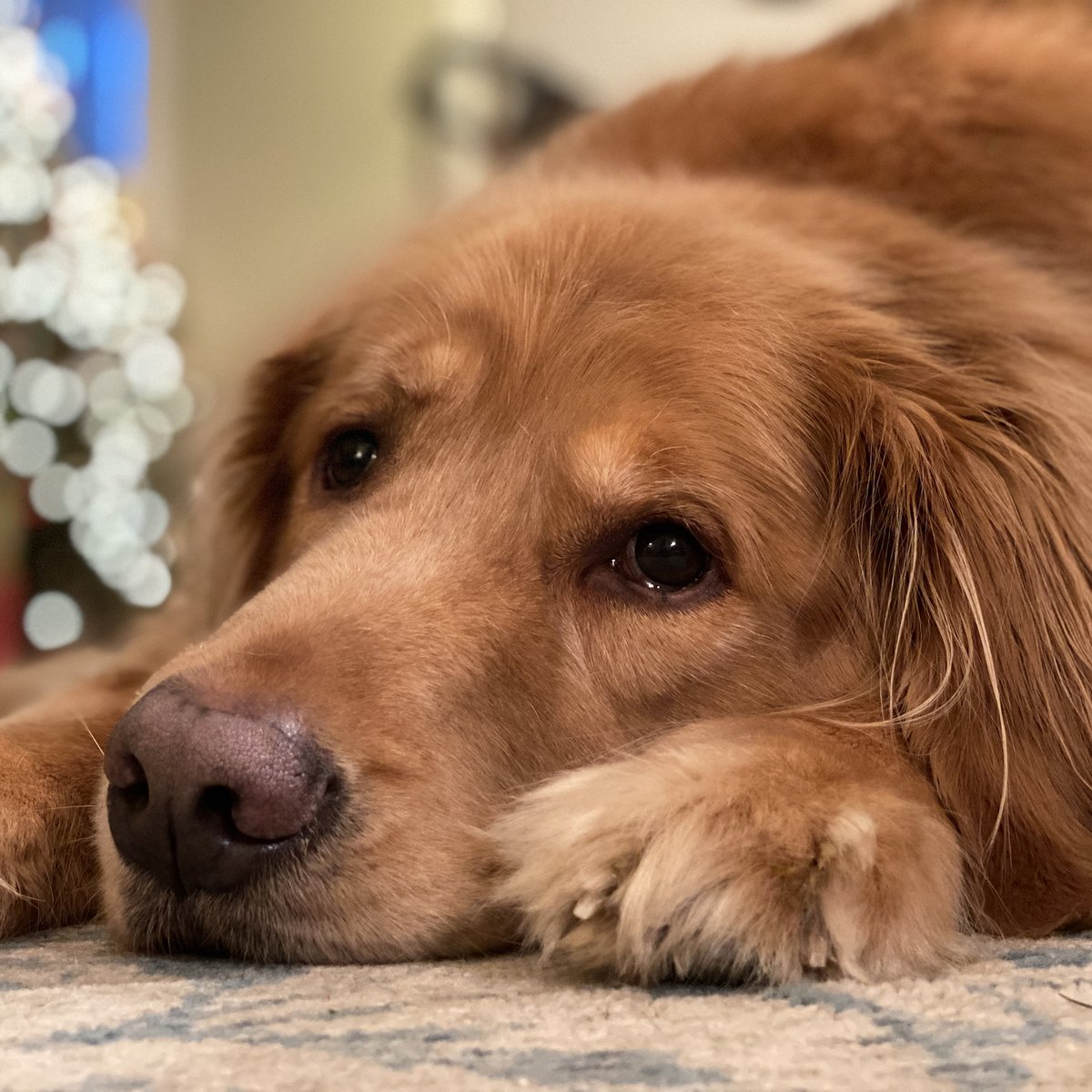 HarkinsBuilders's tweet photo. The winner of our National Love Your Pet Day photo contest is....*drumroll please!*...Harkins Superintendent Rob Maybach and his pup, Miles!
Thanks for participating! Be sure to give your pet some extra love and attention today. #buildingexceptional #LoveYourPetDay https://t.co/rabiqFAiH2