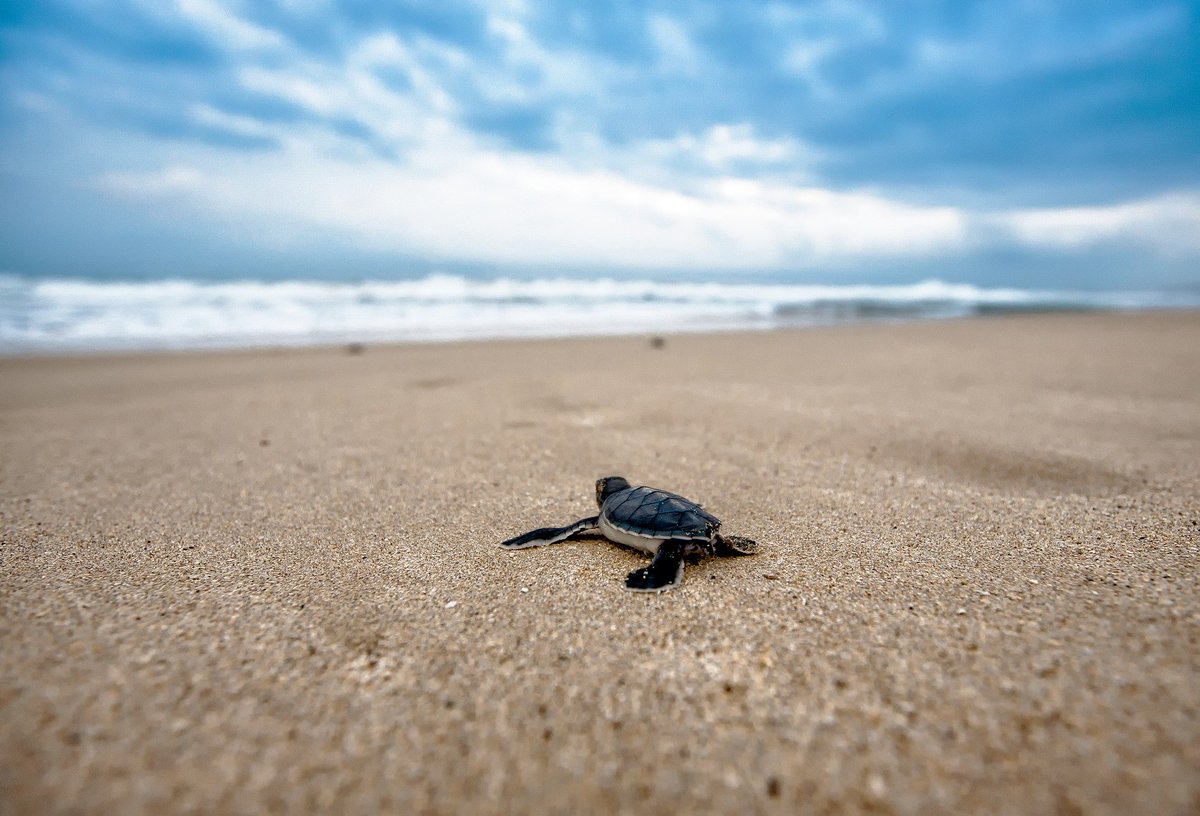 tonsoTurtles tweet picture