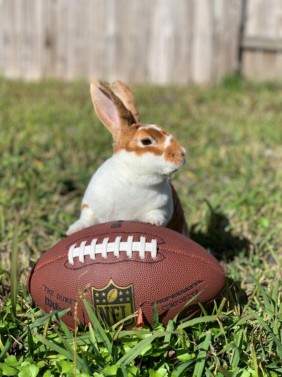 OfficialSnapWeb's tweet photo. Happy #LoveYourPetDay! Here are some of our team's furry little friends #SnapWeb! https://t.co/dHuYblPHga