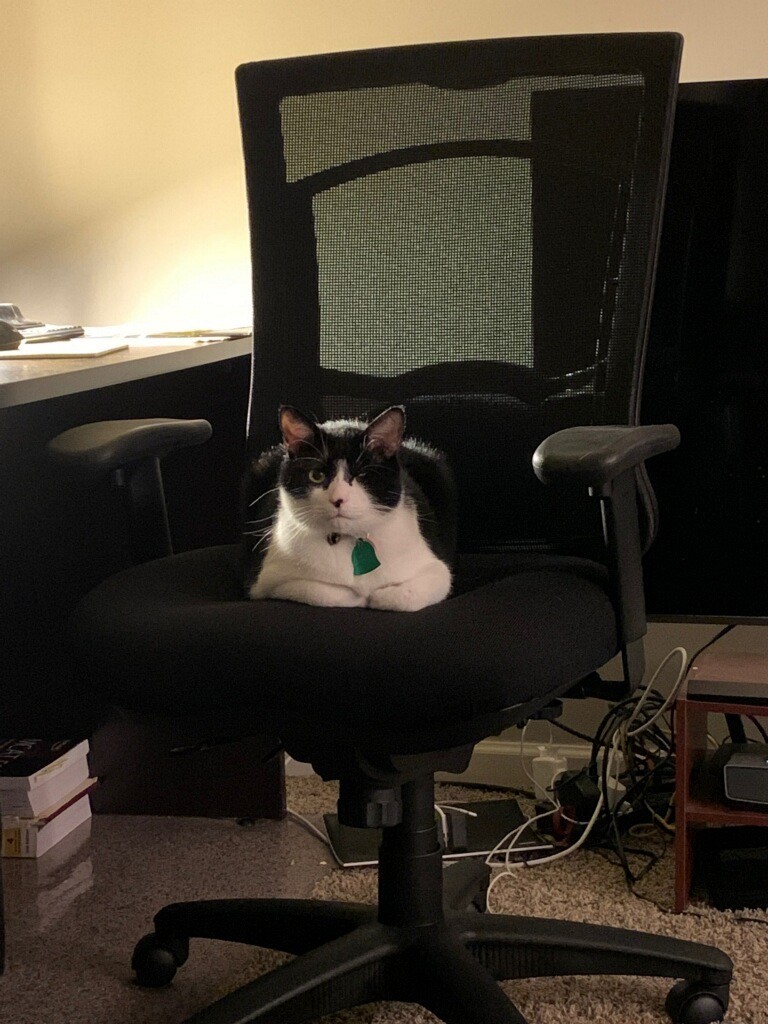 UofSC_TCoop's tweet image. Say hello to Florentz. He loves the new furniture on Level 4 of #TCoop. He said he’d keep a seat warm for you, but he’s going to need a head scratch or two in return.

#CatsOfTwitter