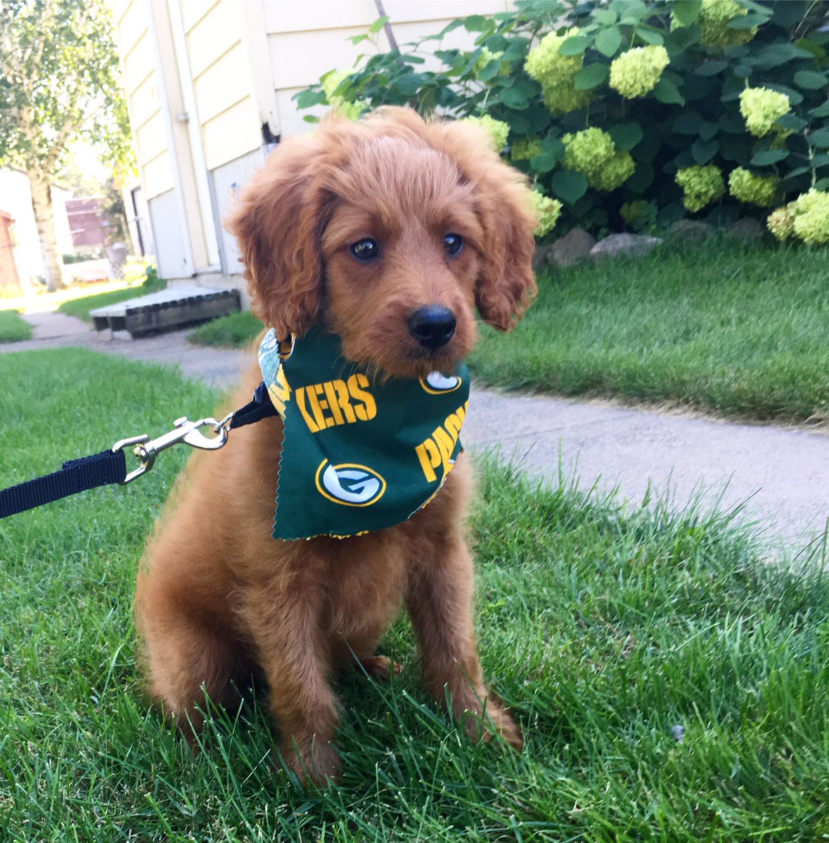 tomiekarose's tweet photo. @packers Our boy Jordy 💚💛 @wickastick https://t.co/QKrflSWUPQ