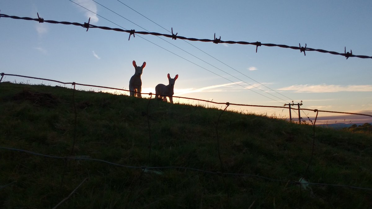 chris_holden1's tweet photo. Silently
they stood
a wool gathering.
#januaryfalls20 #amwriting #poetry https://t.co/jot7v8puI5