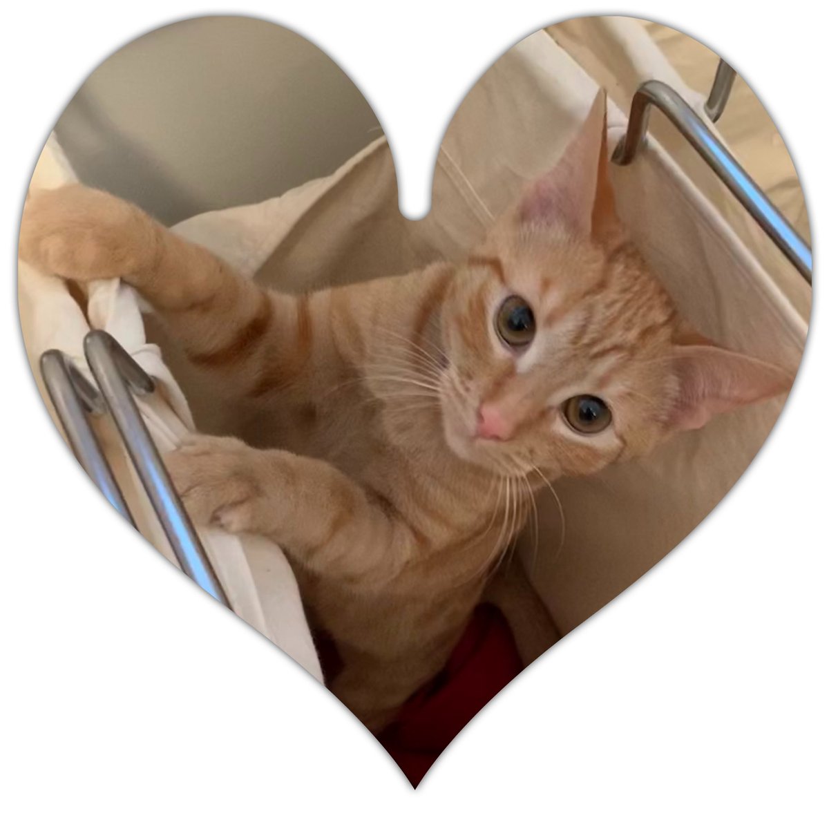 BeverlyGA's tweet photo. Love our 3 fur babies no matter how wild &amp; crazy they can be ❤️  #LoveYourPetDay #NationalPetDay #KittensOnTwitter #KittensOfTwitter #cutekittens #AdoptDontShop https://t.co/VTUc4scamk