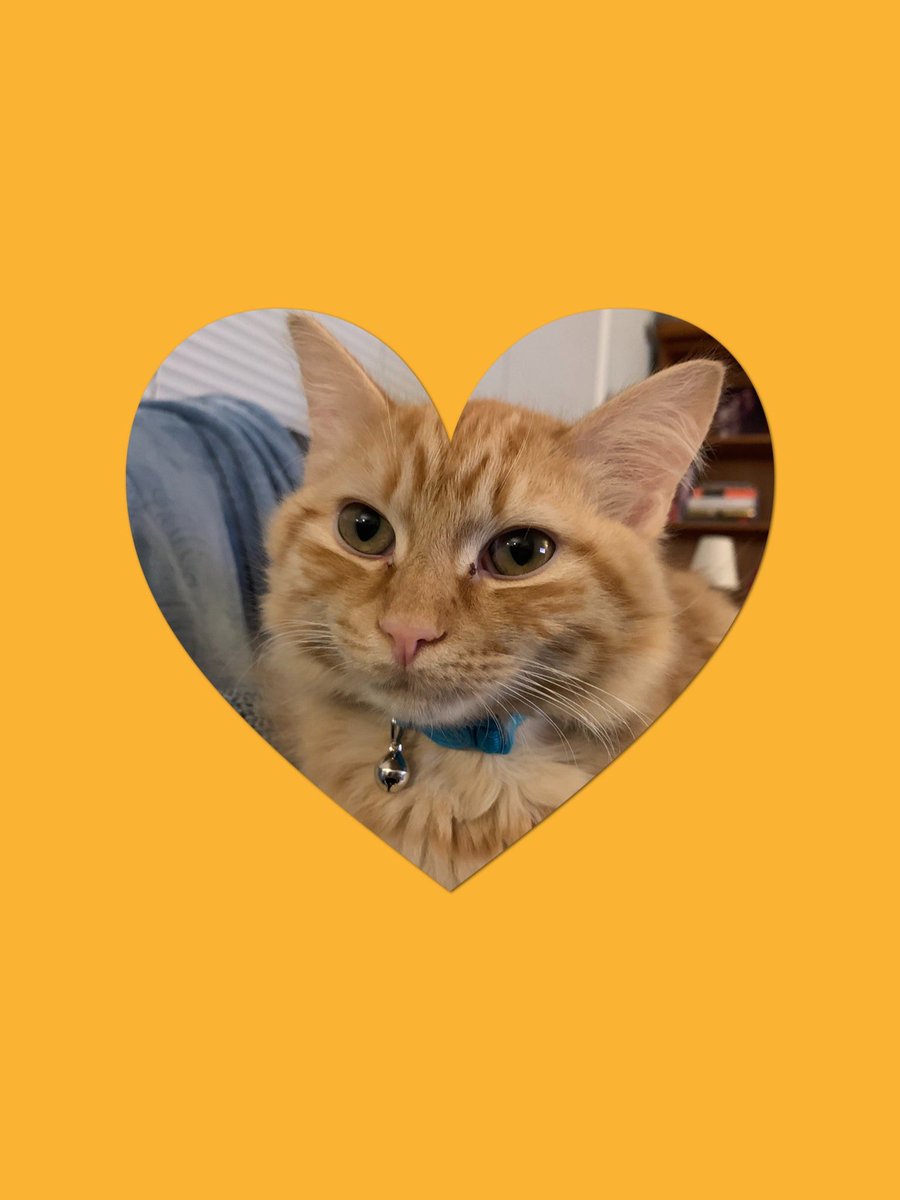 BeverlyGA's tweet photo. Love our 3 fur babies no matter how wild &amp; crazy they can be ❤️  #LoveYourPetDay #NationalPetDay #KittensOnTwitter #KittensOfTwitter #cutekittens #AdoptDontShop https://t.co/VTUc4scamk