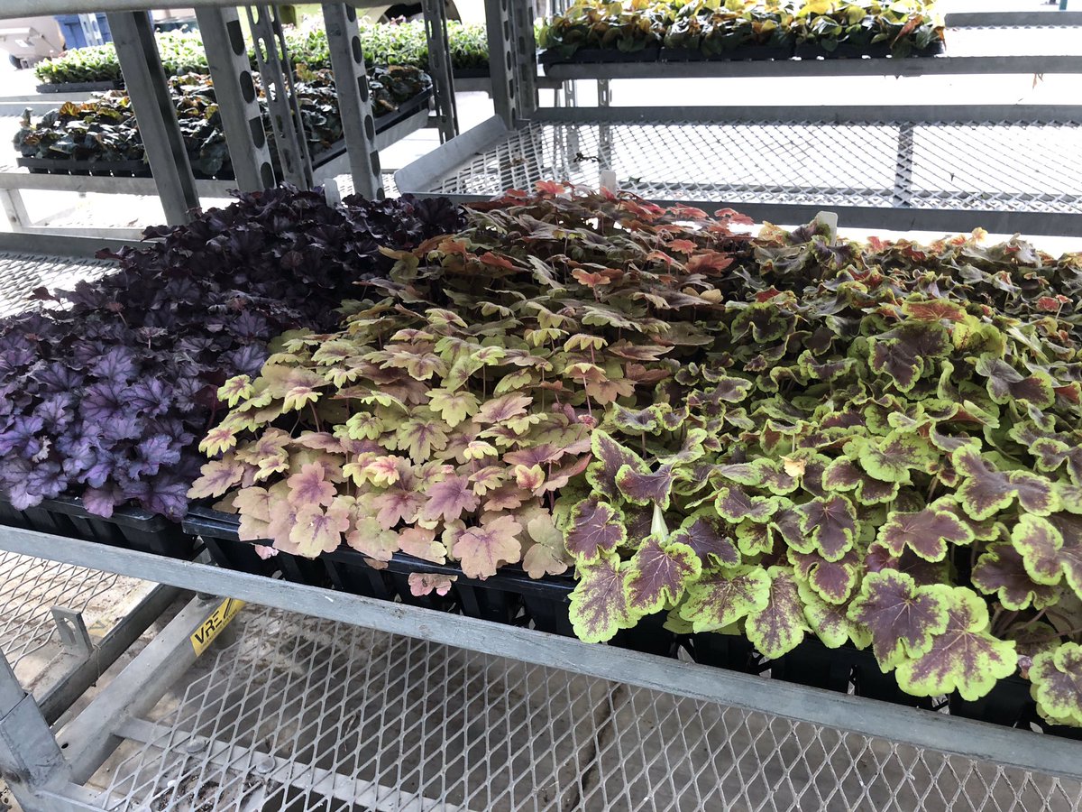 PahlsMarket's tweet photo. You don’t always need a flower to look good...just ask these Perennials who are best known for their foliage.
#pahls #pahlsmarket #pahlsplanted #pahlinate https://t.co/VxNQWyWeAd