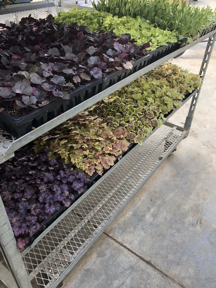PahlsMarket's tweet photo. You don’t always need a flower to look good...just ask these Perennials who are best known for their foliage.
#pahls #pahlsmarket #pahlsplanted #pahlinate https://t.co/VxNQWyWeAd