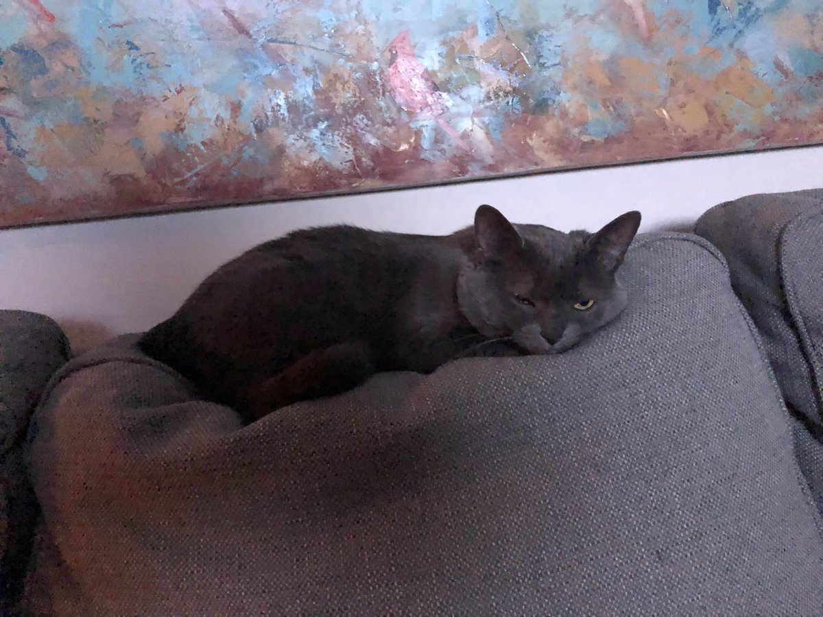 SandraValeriot1's tweet photo. @OVCPetTrust @OntVetCollege Today I’m celebrating Kitty! #loveyourpetday https://t.co/j7DWfHqRME