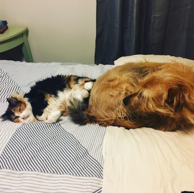 #LoveYourPetDay #LoveYourPetsDay