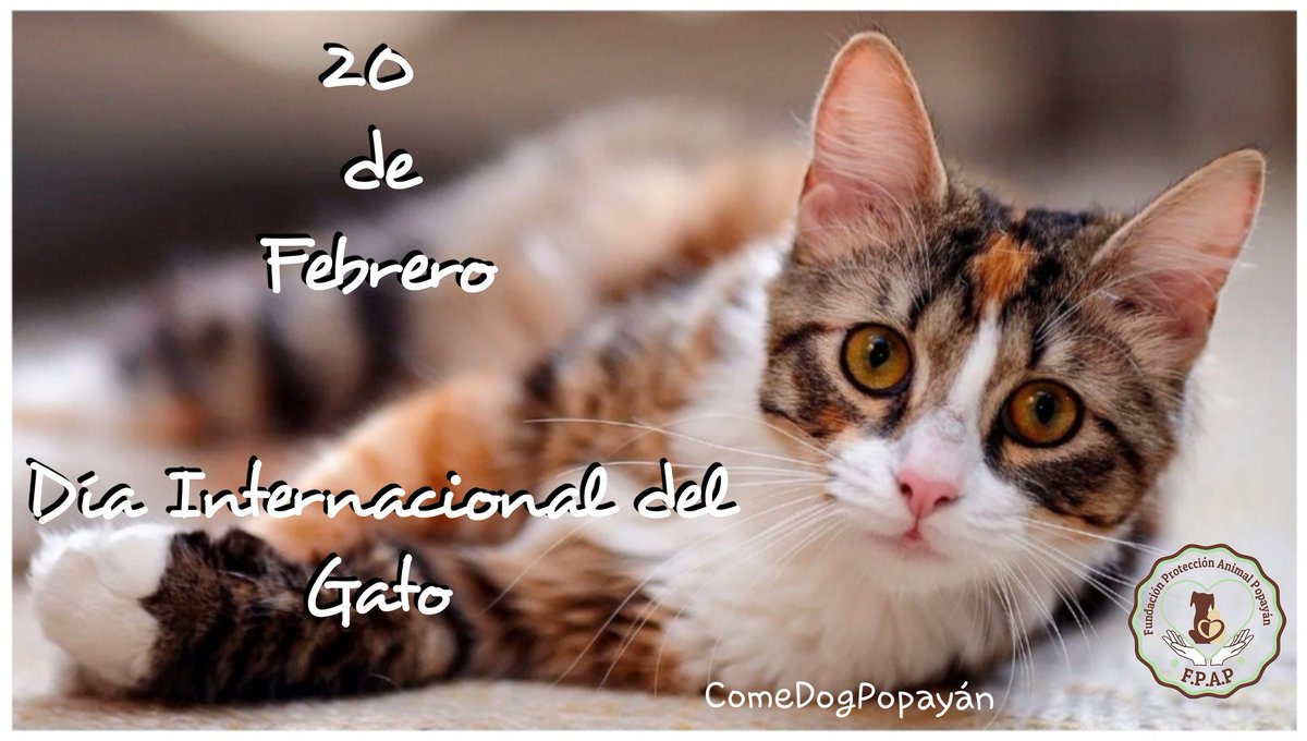 No conocemos la receta de la felicidad pero estamos seguros que tiene un gatito🐱 incluido , feliz día para todos estos hermosos seres mágicos que también son nuestra razón  de ser...💞🥰

¿Tienes un gato en tu vida? Deja tu comentario de felicitación para él!!!😉