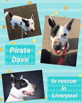 team_greenacres's tweet photo. #PleaseRT #LoveYourPetDay Pirate Dave is under the care of #Liverpool Dog Rescue. In rescue for 5 years. Please help him find a #ForeverHome with a retweet 💚

Contact:
Lisa 07455179155 or email: ldrtrustee@gmail.com 

#forgottensoulshour 
#adoptdontshop
#alllivesmatter 
#TeamZay https://t.co/vEgTGoXAi3