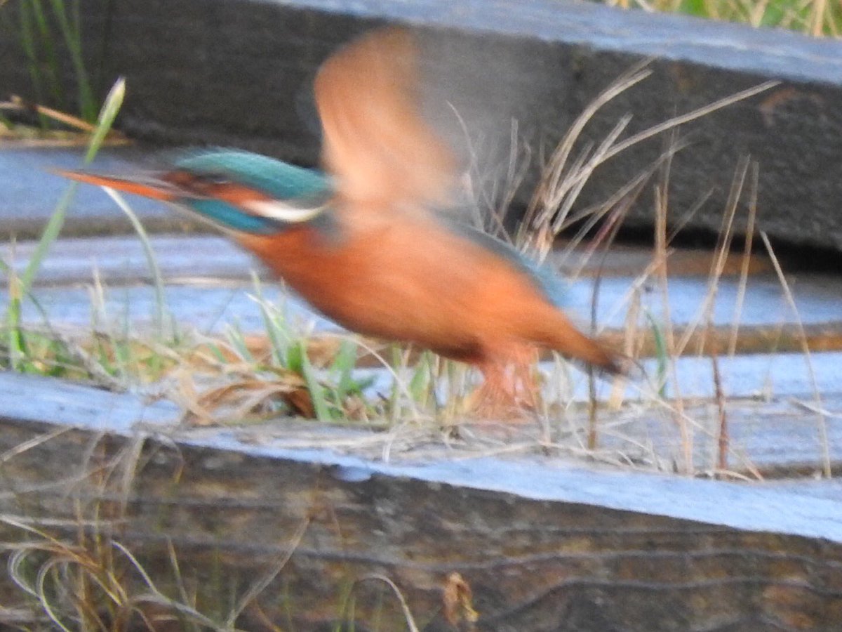 marburypatch's tweet photo. Kingfisher present again at the inlet pool below Wincham Mound at Neumann’s-Siberian Stonechat still present in its favoured NW corner of Ashton’s Flash #marburypatch https://t.co/TZJ9xI3wn6
