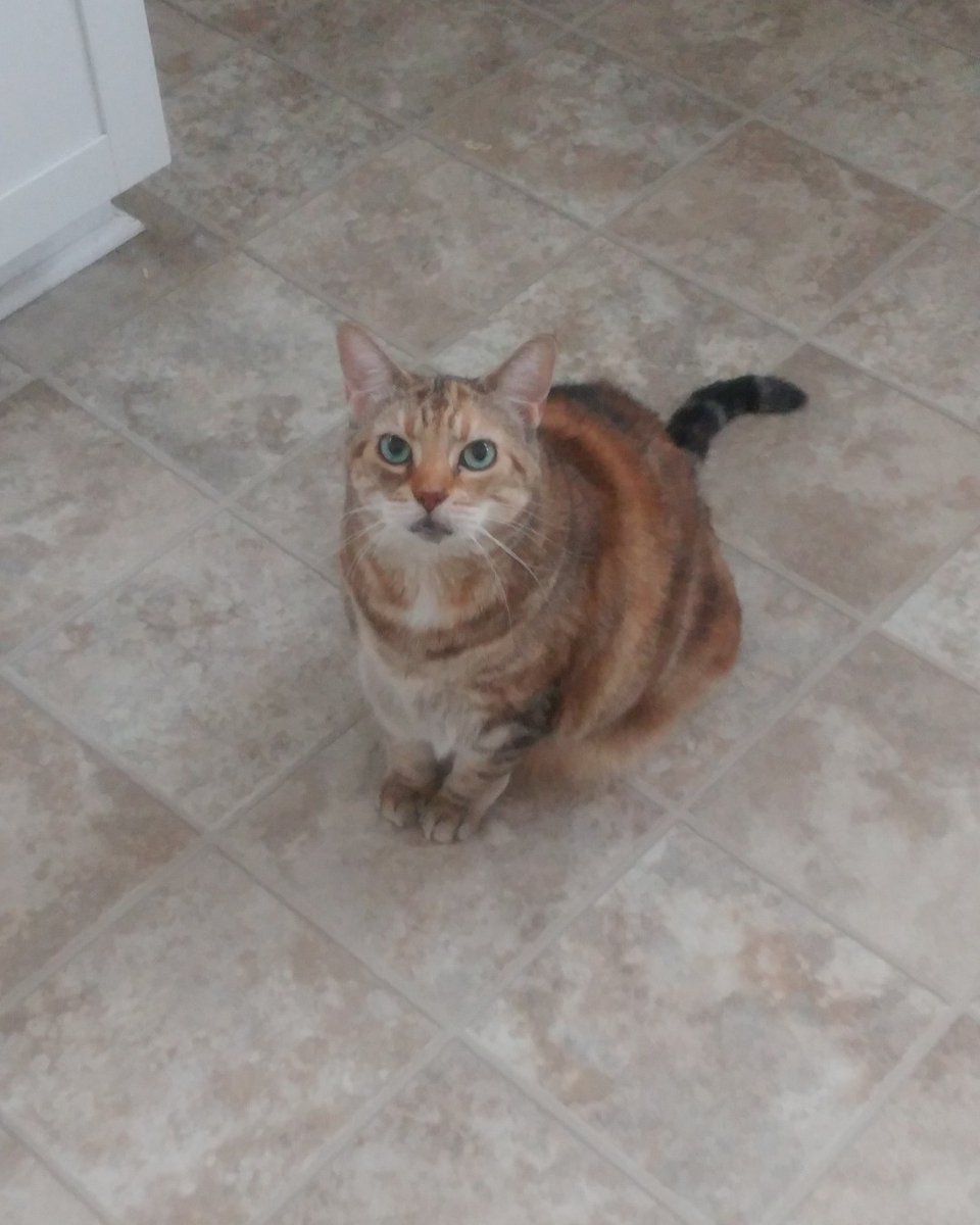 BusyBeeCritSit's tweet photo. Delilah know her parent left instructions to give her treats each visit.

#cattreats #gimmetreats #treatsplease #rightmeow #meow #catsitterlife #catsitting #petsitter #professionalpetcare #catsofguelph #guelphpet #guelph #tabby #tabbycat #busybeecrittersitters #purrsday https://t.co/nFqXZSFaev