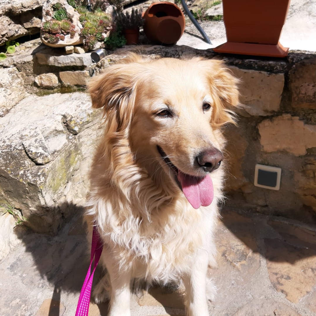 ArrabalEl's tweet photo. Hoy nos ha venido a visitar Blanca. ¿Viajas con tu mascota?

Aquí puedes venir con tu 🐕 e incluso bajar a desayunar. ¿Quieres venir a disfrutar?

#hotelrural #viajarconmascota #mascota #amoamiperro #viajarconperros #acuatropatas #viajaracuatropatas https://t.co/fGPOqltQNT
