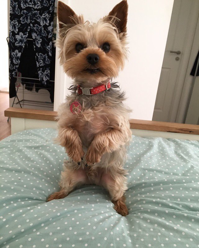 AmiPittuck's tweet photo. @newlook My beautiful buddy ❤️#LoveYourPetDay https://t.co/qdJqfc2t90