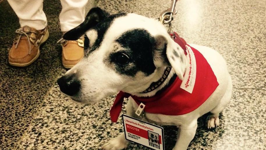 Think your furry family member would make a great volunteer? Scooter is looking for recruits! Learn more about <a href="/nyphospital/">NewYork-Presbyterian</a>'s Paws for Patients program: nyp.org/volunteer/ther… #LoveYourPetDay