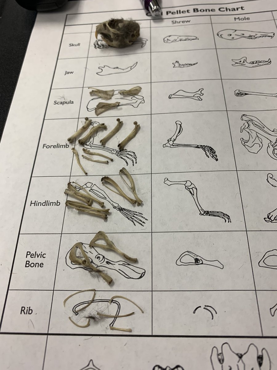 MrsColeRES's tweet photo. We are learning about the food chain through an owl’s perspective! Third grade dissected owl pellets to learn more! These owls like lots of rodents and one bird! 🦉@RoanokeRangers @3rdGradeRangers #foodchain #foodweb https://t.co/5uCFYitS1m