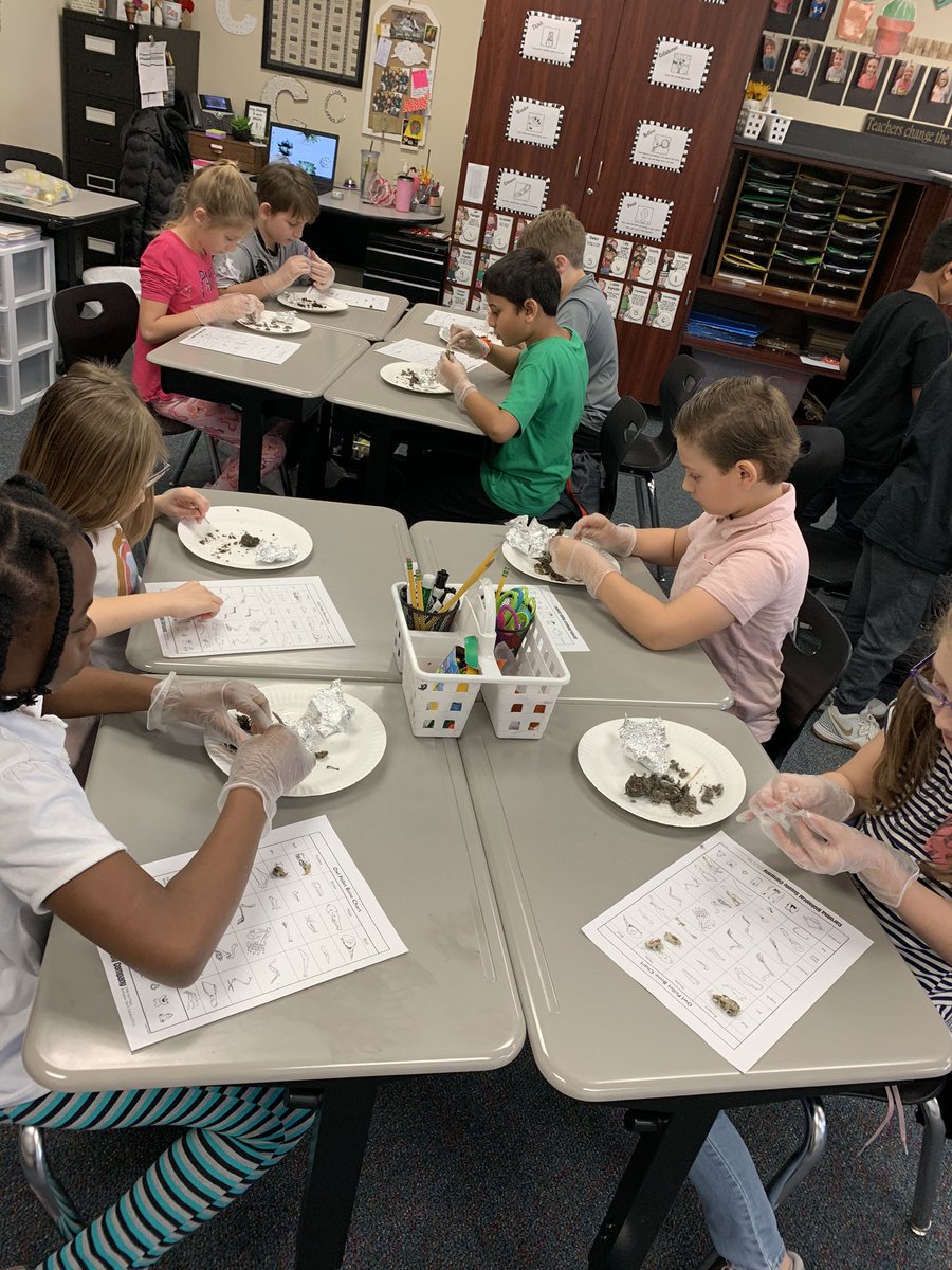 MrsColeRES's tweet photo. We are learning about the food chain through an owl’s perspective! Third grade dissected owl pellets to learn more! These owls like lots of rodents and one bird! 🦉@RoanokeRangers @3rdGradeRangers #foodchain #foodweb https://t.co/5uCFYitS1m