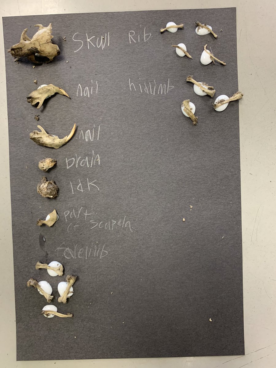 MrsColeRES's tweet photo. We are learning about the food chain through an owl’s perspective! Third grade dissected owl pellets to learn more! These owls like lots of rodents and one bird! 🦉@RoanokeRangers @3rdGradeRangers #foodchain #foodweb https://t.co/5uCFYitS1m