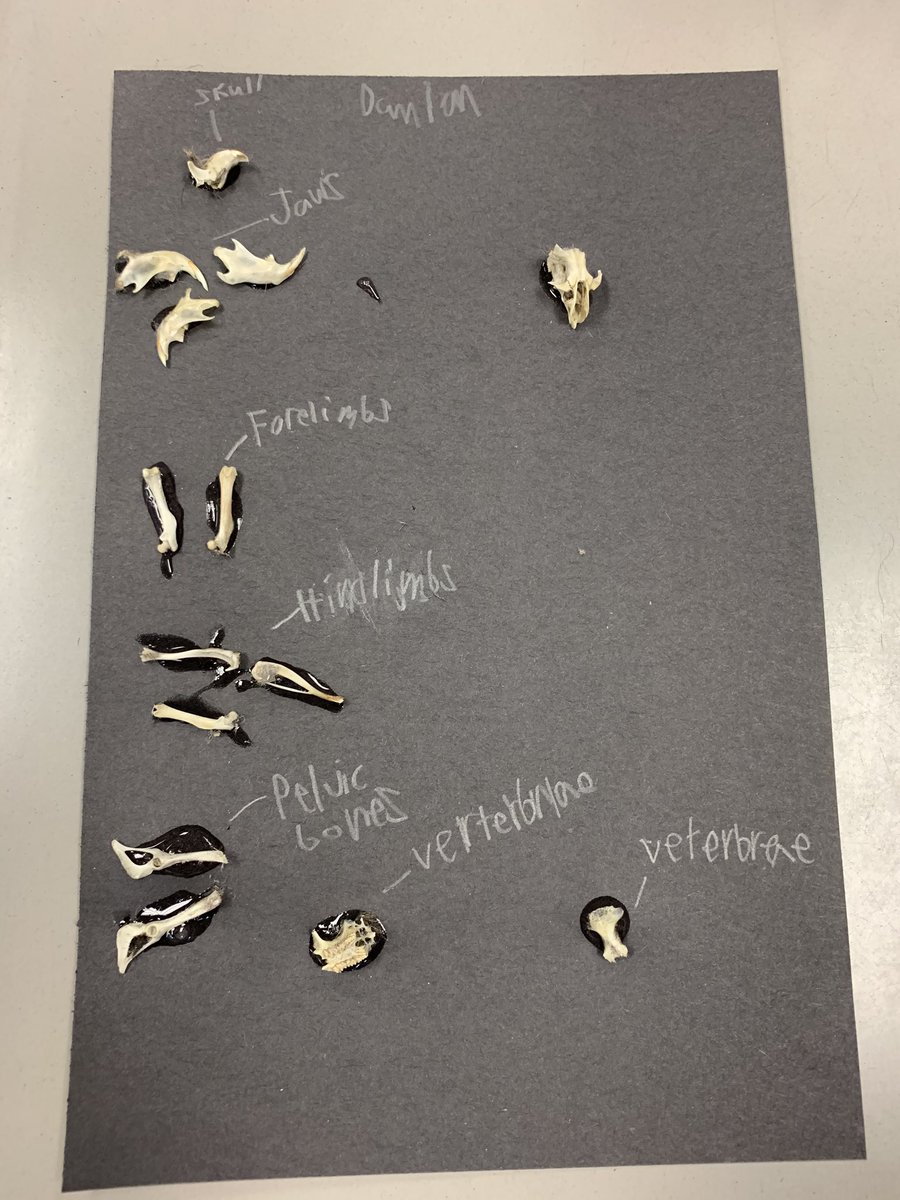 We are learning about the food chain through an owl’s perspective! Third grade dissected owl pellets to learn more! These owls like lots of rodents and one bird! 🦉<a href="/RoanokeRangers/">Roanoke Elementary</a> <a href="/3rdGradeRangers/">3rd Grade Rangers</a> #foodchain #foodweb