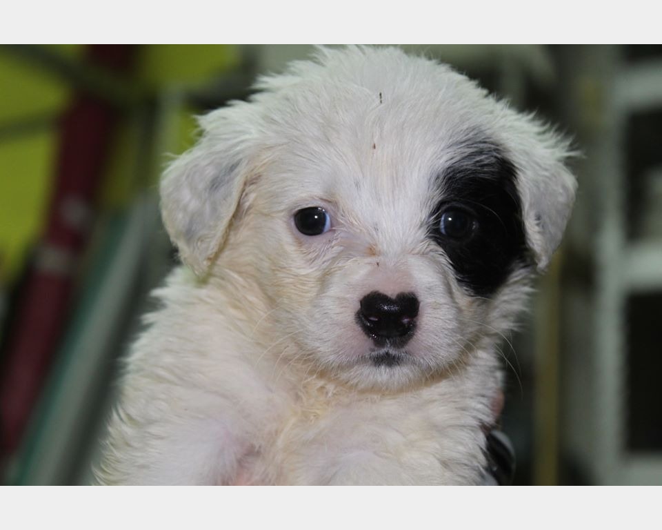 Annunci Animali Auf Twitter Padova Meghan 2 Mesi Taglia Medio Piccola Regalo Cani Padova Vai All Annuncio Https T Co Tbjbiohhdg
