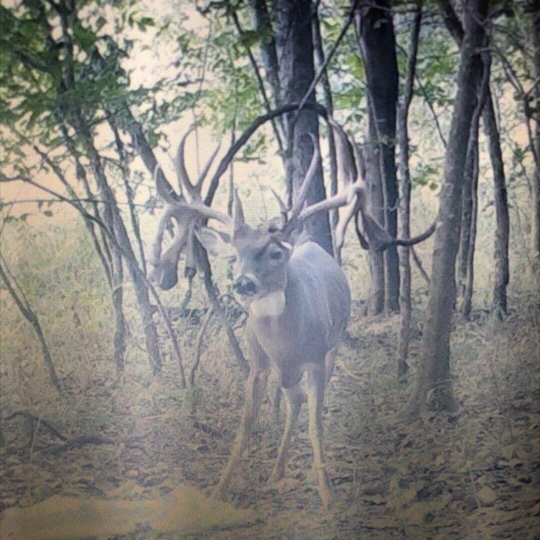 DruryOutdoors's tweet photo. HOLY SHEDS! How would you react if you found antlers like these?!? 🤯🦌

Looks like someone is hot on the trail of a SE Missouri monarch for 2020! 🤭 #shedhunting https://t.co/LAfnKVsJe6