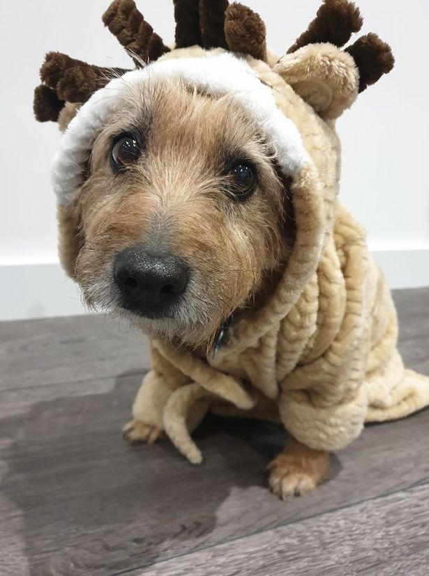 Fed up of your wet dog making a mess after bath time or a walk? This solves the problem for £3.50.... would you make one?

ow.ly/CF2e30qjn1U