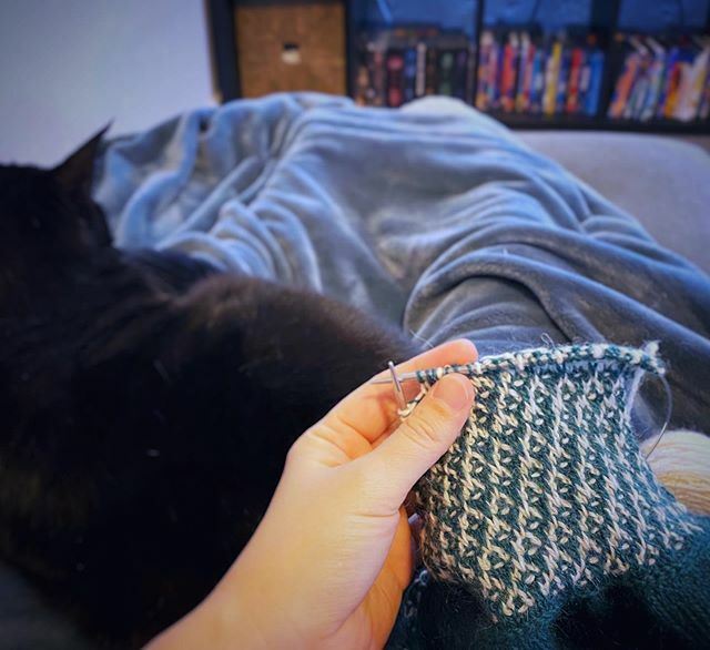 Staying cozy (today’s #fiberuarychallenge prompt) this chilly morning under a blanket with my feline companion. Almost done with the bodice of this baby dress—sleeves next! 🙌
.
#fiberuary #designinprogress #mosaicknitting #slipstitchcolorwork #knitsf… ift.tt/3bWegDZ