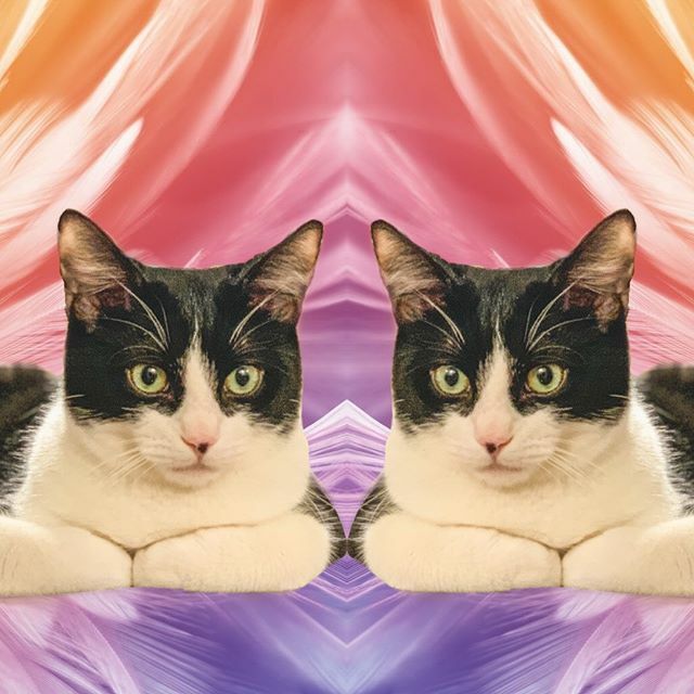 GpPodcast's tweet photo. Gonna post more fun picture of our pets.....because why not? 🤷🏼‍♂️ #cat #instacats #catsofig #catdad https://t.co/gzVnsUaRDy https://t.co/0fOOIvwTjM