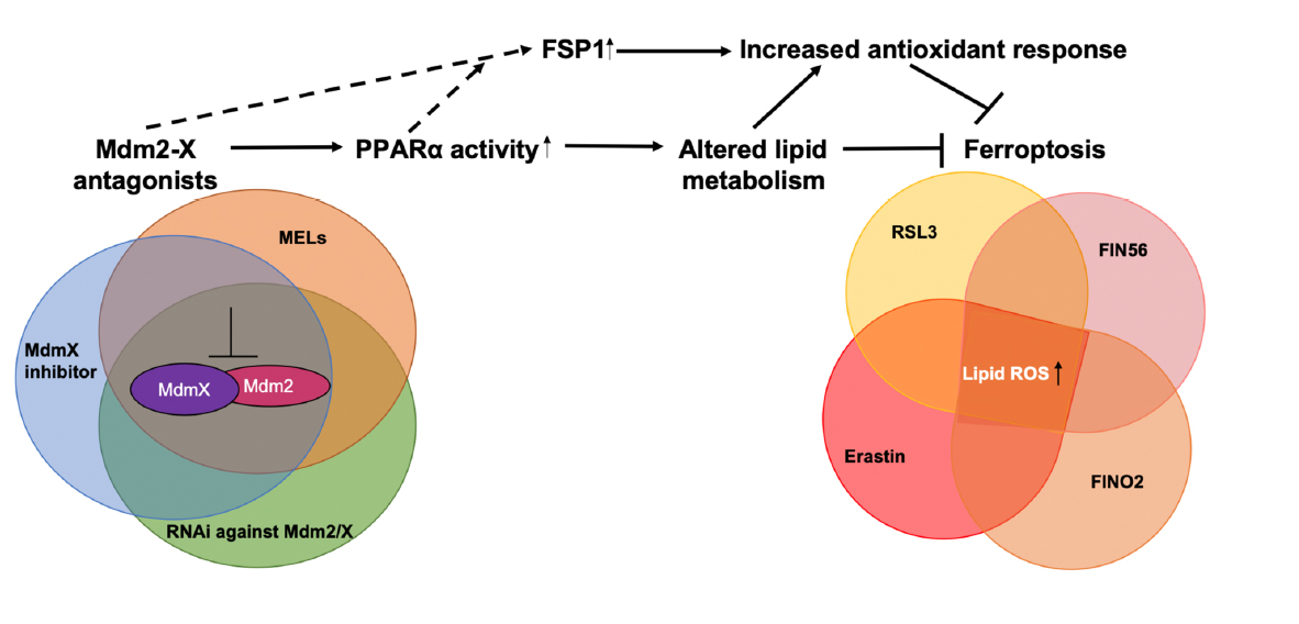 bstockwell's tweet photo. Excited to share our newest paper showing that #MDM2 and #MDMX facilitate #ferroptosis through PPAR alpha and independent of #p53! Congrats to the whole team, especially Divya and our close collaborator Carol Prives. @GenesDev
https://t.co/sLOPv3Wd6G https://t.co/g7C2i6E0cb