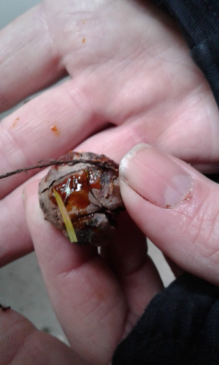 De Boominspecteurs tweet media