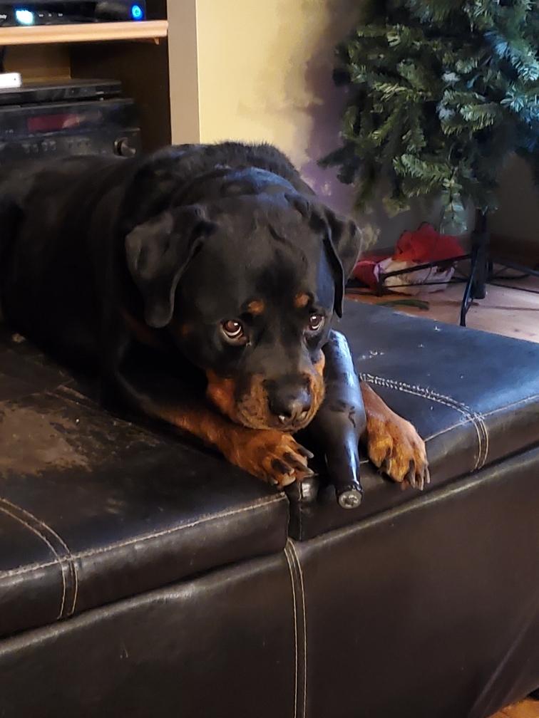 AllProResources's tweet photo. We can't get enough of our GM's dog's sad eyes #LoveYourPetDay https://t.co/Pcdv90wWRg
