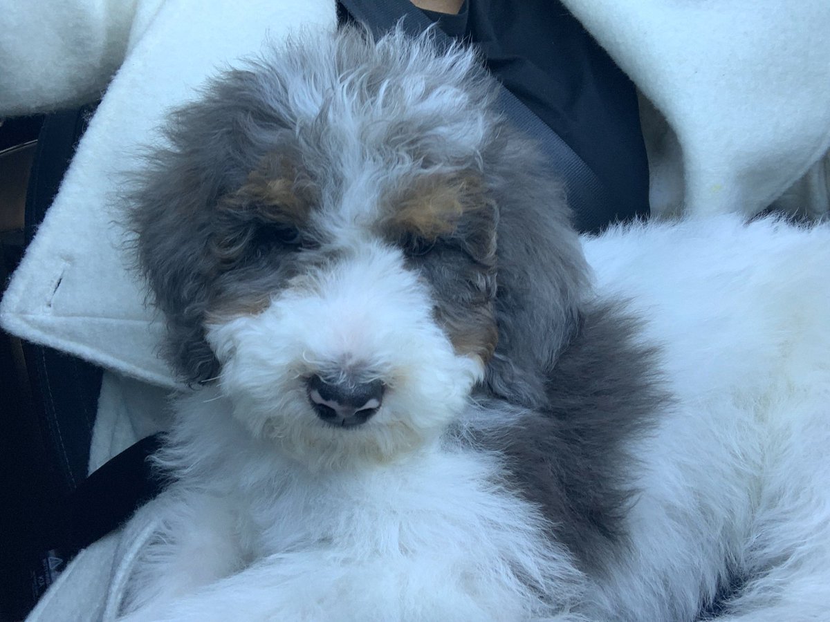 alistchoice's tweet photo. #LoveYourPetDay https://t.co/1ScyJWCj24