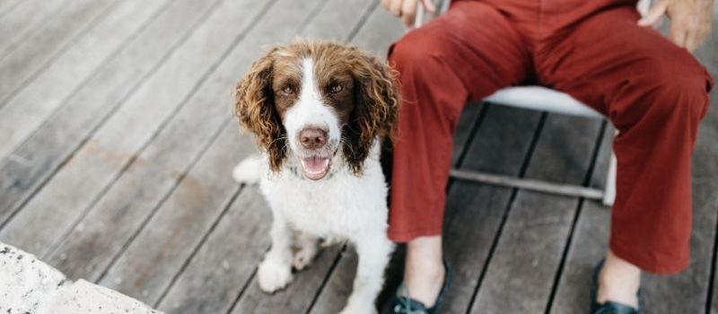 supercarers's tweet photo. #Pets bring many benefits, and this can be especially true for older people. Read our article to find out more about the benefits of owning a #pet, from fighting #loneliness to helping to stay active and bond with fellow pet owners: https://t.co/NNGeFV7INf https://t.co/17WrqcIBe7