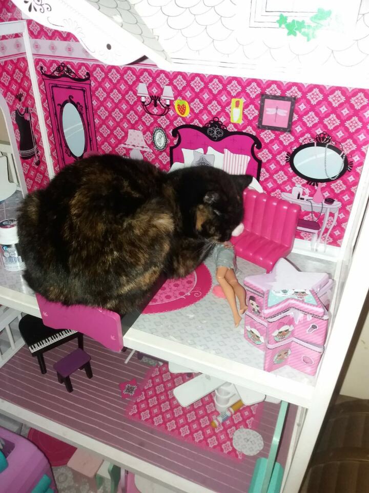 megacrooks's tweet photo. My cat recently got her own apartment, congrats on it Stink. https://t.co/KAbnY2tfdk