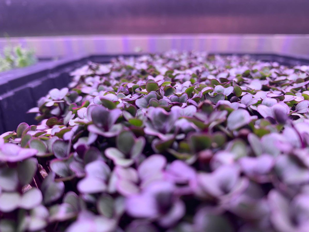 Our Thursday Fave is #purplekalecress - Far more beautiful and nutritious than it’s big brother- Nearly ready for harvest! Purple Kale 🥬 Cress - This is NOT a pigment of your imagination! ❤️